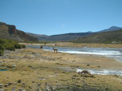 31-Cattle along the river